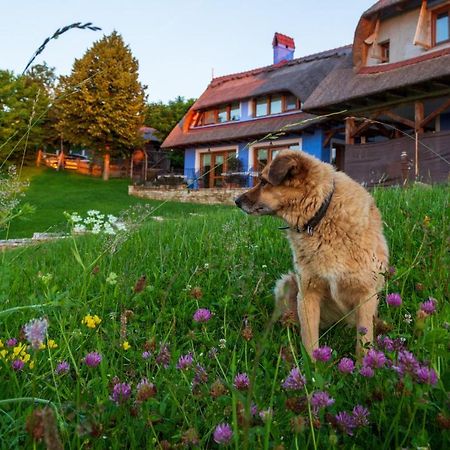 Casele Cu Stuf B&B Haus Ulrike Sălicea Eksteriør billede