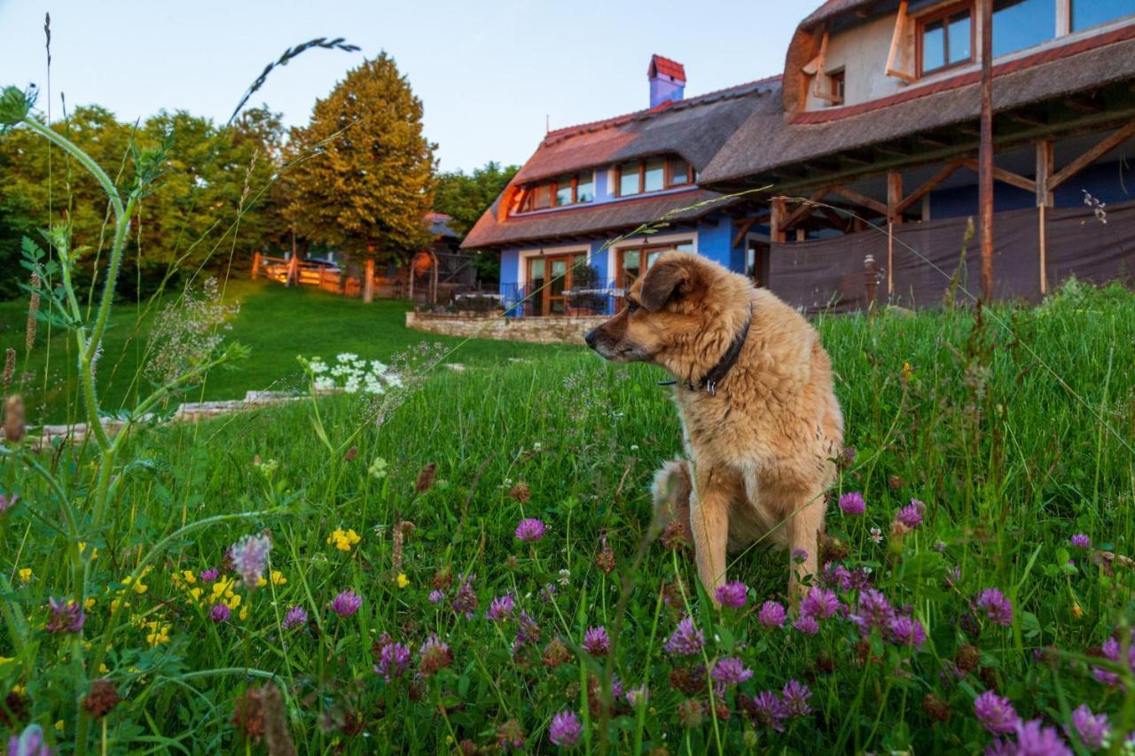 Casele Cu Stuf B&B Haus Ulrike Sălicea Eksteriør billede